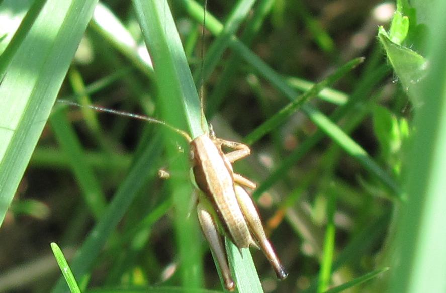 Neanidi di Tettigonia, Pholidoptera e di Acridide indefinito